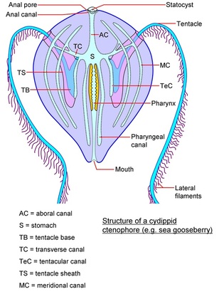 Digestive System - Ctenophora